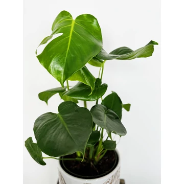 Monstera  ikonikus, trpusi levldsznvnyek | Nvnybirodalom
