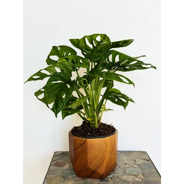 aster flower plant Douglas' Aster (Symphyotrichum subspicatum) – Sparrowhawk Native Plants main image 0